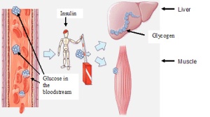 glycogen cycle